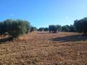 Parcela rústica en venta en Niebla