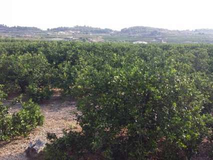 Parcela rústica en venta en Montroy