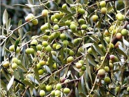 Parcela en venta en La Albuera