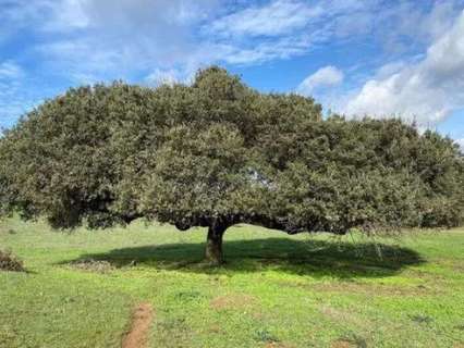 Parcela en venta en Badajoz zona Dehesilla de Calamon-malassaradas