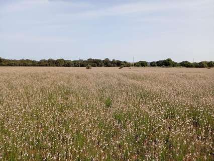Parcela rústica en venta en Sa Pobla