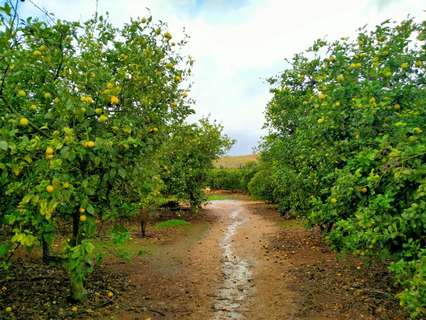 Parcela rústica en venta en Marratxí