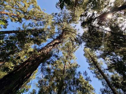 Parcela rústica en venta en Icod de los Vinos rebajada