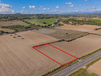 Parcela rústica en venta en Petra