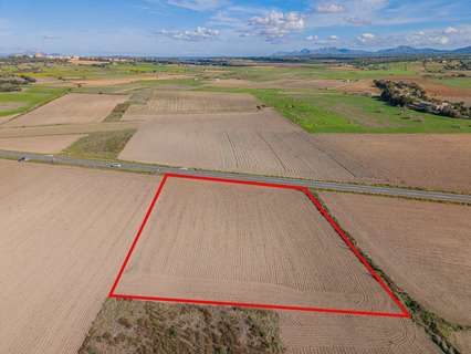 Parcela rústica en venta en Petra