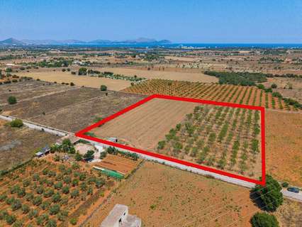Parcela rústica en venta en Santa Margalida