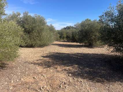 Parcela rústica en venta en Jorquera