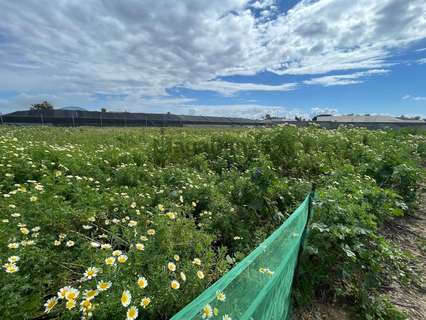 Parcela rústica en venta en Sanlúcar de Barrameda