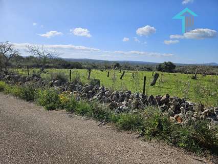 Parcela rústica en venta en Santa Margalida