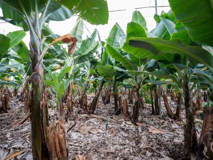 Parcela rústica en venta en Los Llanos de Aridane