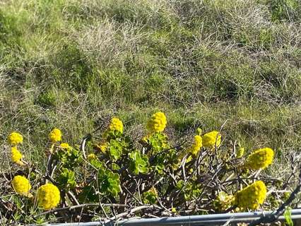Parcela rústica en venta en Granadilla de Abona