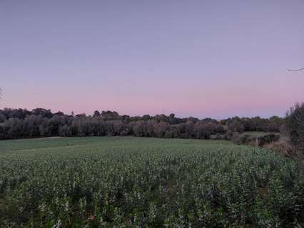 Parcela rústica en venta en Manacor