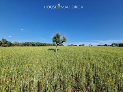 Parcela rústica en venta en Ariany