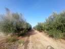 Parcela rústica en venta en Lorca
