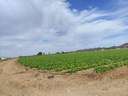Parcela rústica en venta en Lorca