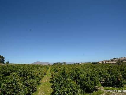 Parcela rústica en venta en Jacarilla