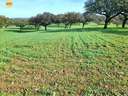 Parcela rústica en venta en Villanueva de los Castillejos