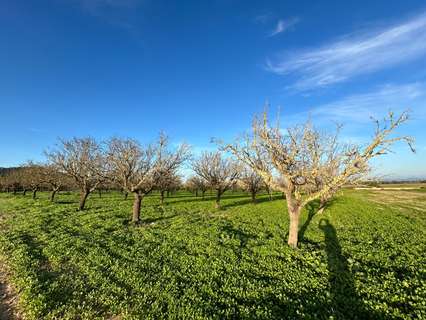 Parcela rústica en venta en Porreres