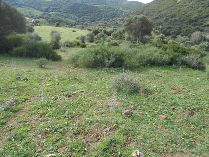 Parcela rústica en venta en Tarifa