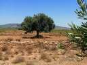 Parcela rústica en venta en Fuente Álamo de Murcia