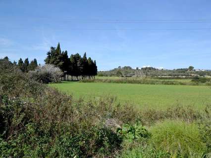 Parcela rústica en venta en Muro rebajada