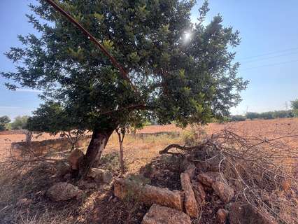 Parcela rústica en venta en Inca rebajada