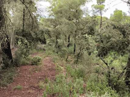 Parcela rústica en venta en Felanitx rebajada