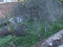 Parcela rústica en venta en El Bosque
