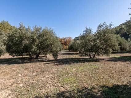 Parcela rústica en venta en Albolote rebajada