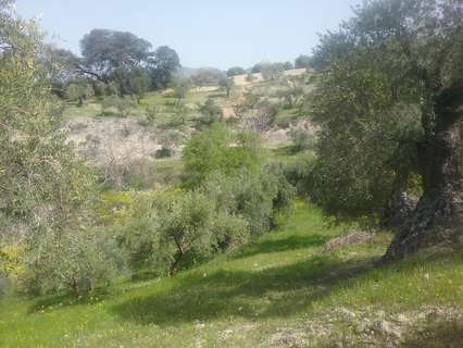 Parcela rústica en venta en Granada rebajada