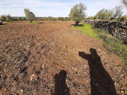 Parcela rústica en venta en Botija