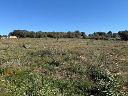 Parcela rústica en venta en Santa Margalida
