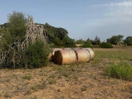 Parcela urbana en venta en Sineu