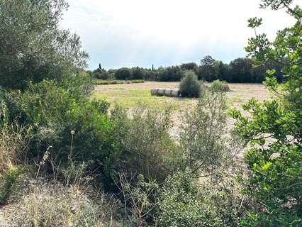 Parcela rústica en venta en Sineu