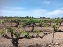 Parcela rústica en venta en L'Arboç