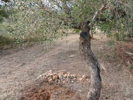 Parcela rústica en venta en Mont-Roig del Camp