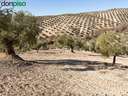 Parcela rústica en venta en Campotéjar rebajada