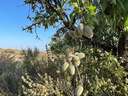 Piso en venta en Fuente Álamo de Murcia