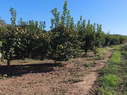 Parcela rústica en venta en Carlet