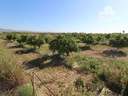 Finca en venta en Crevillent