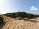 Finca en venta en Crevillent