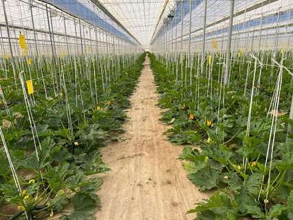 Parcela rústica en venta en Níjar