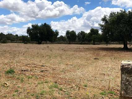 Parcela rústica en venta en Inca