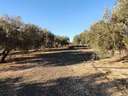 Parcela rústica en venta en Cogollos de la Vega