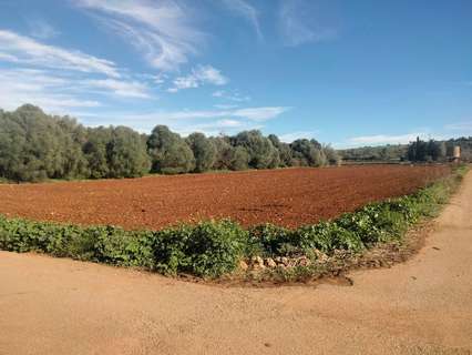 Parcela rústica en venta en Muro