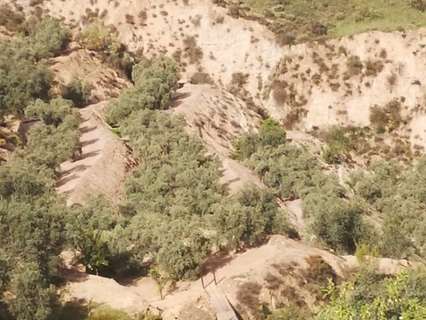 Parcela rústica en venta en El Valle