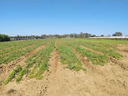 Parcela rústica en venta en Chipiona