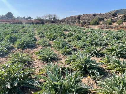 Parcela rústica en venta en Totana rebajada