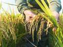 Parcela rústica en venta en Deltebre