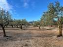 Parcela rústica en venta en El Perelló
